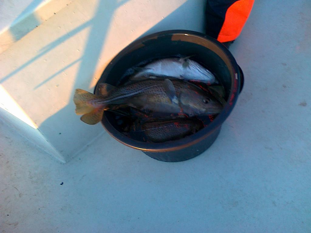 Peders fisk 24.01.2012